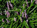 Majestic Liriope / Liriope muscari 